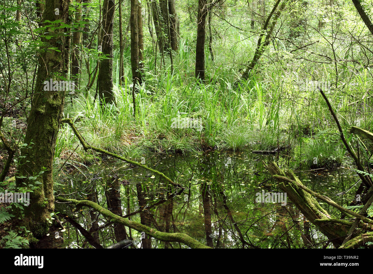 Pond in Powdermill Wood nature reserve, near Battle, East Sussex. This part of the wood is an alder carr. Stock Photo