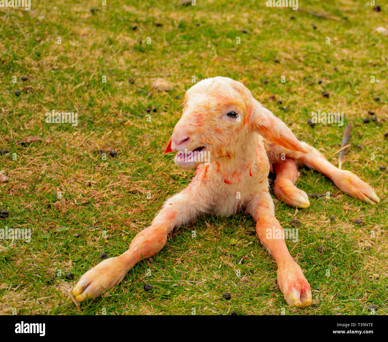 Newborn baby sheep Stock Photo