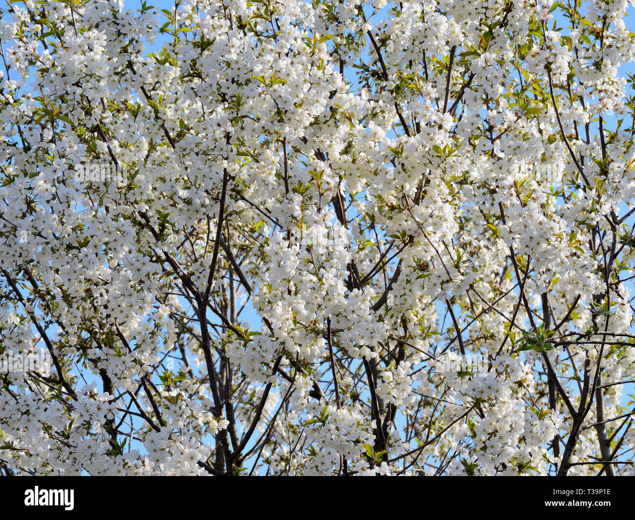 Sour cherry in bloom. Flowering prunus cerasus tree. Stock Photo