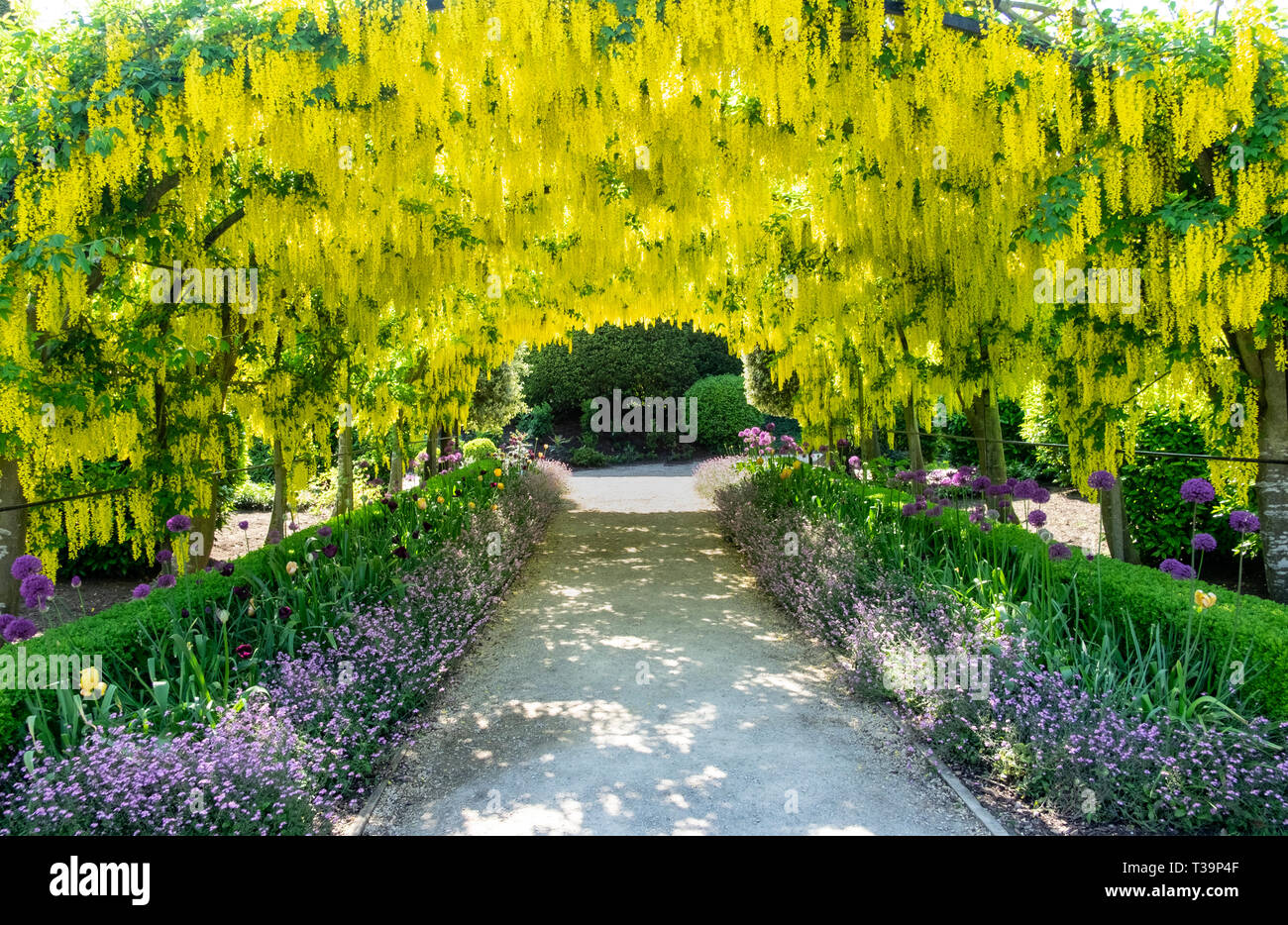 Laburnum arch, a spectacular walkway under flowering laburnum trees in may. Part of a victorian garden near Doncaster Stock Photo