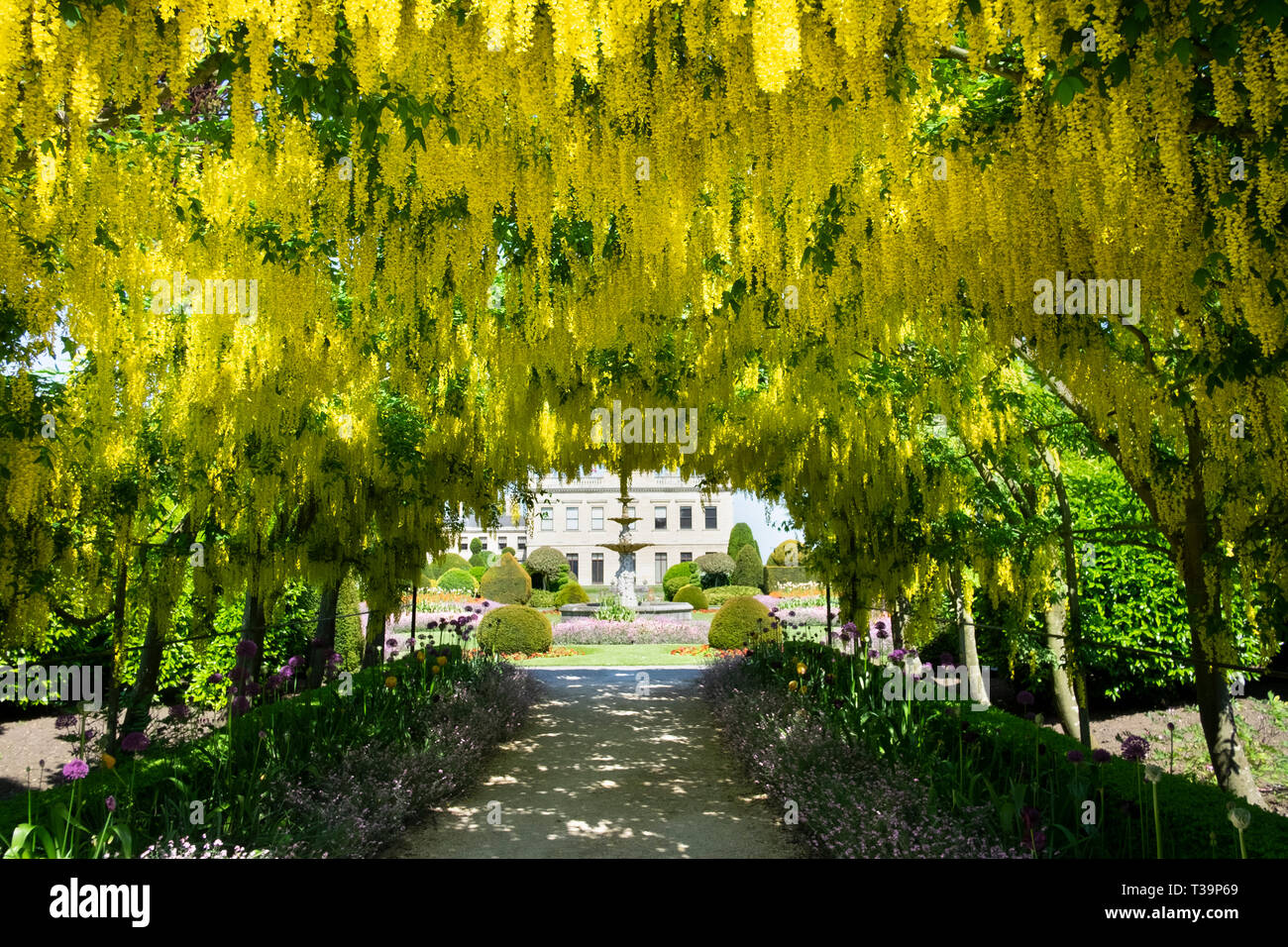 Laburnum arch, at Brodsworth Hall near Doncaster, Yorkshire, UK. A spectacular walkway under flowering laburnum trees in may. Stock Photo
