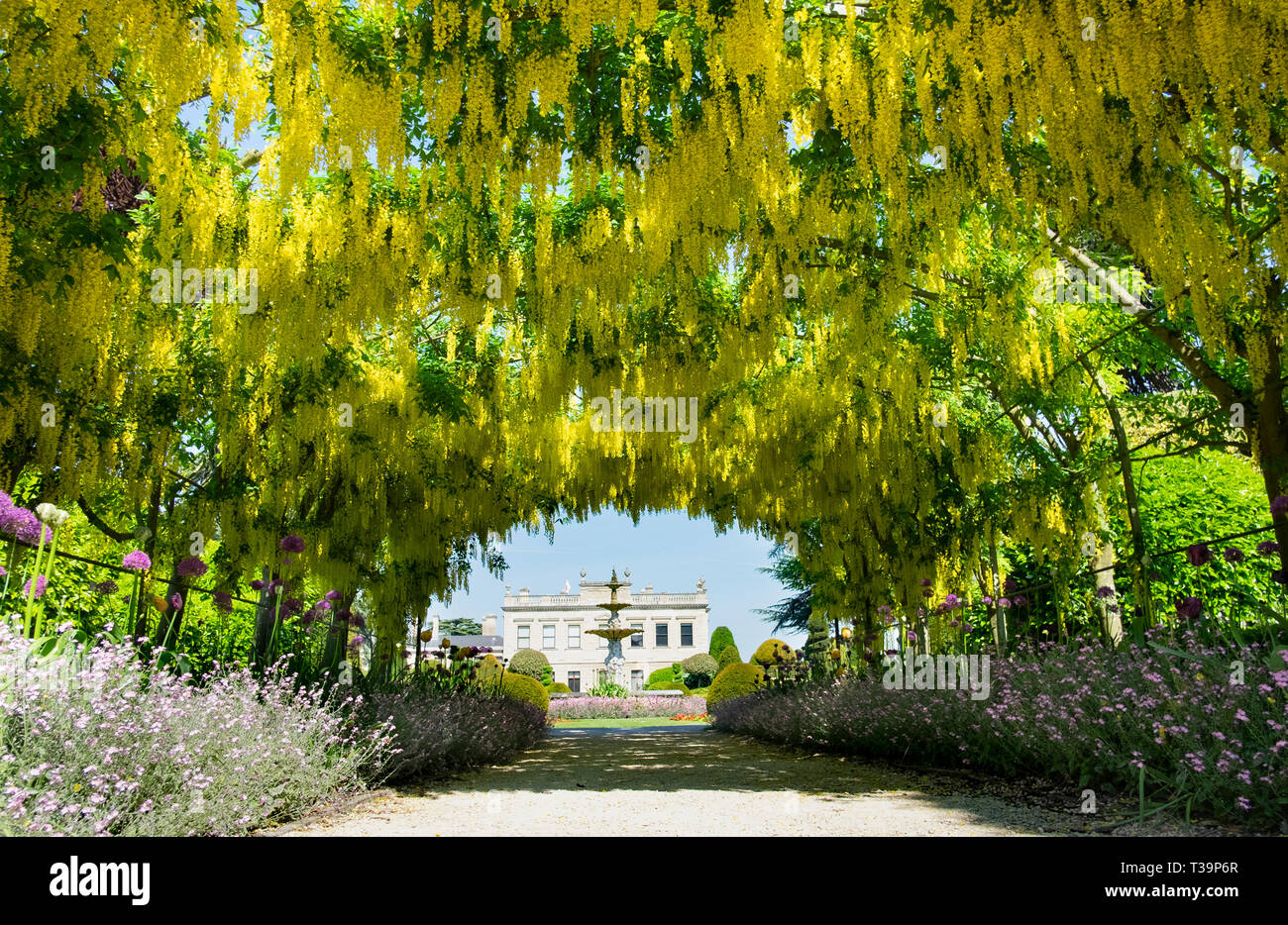 Laburnum arch, a spectacular walkway under flowering laburnum trees in may. Part of a victorian garden near Doncaster Stock Photo