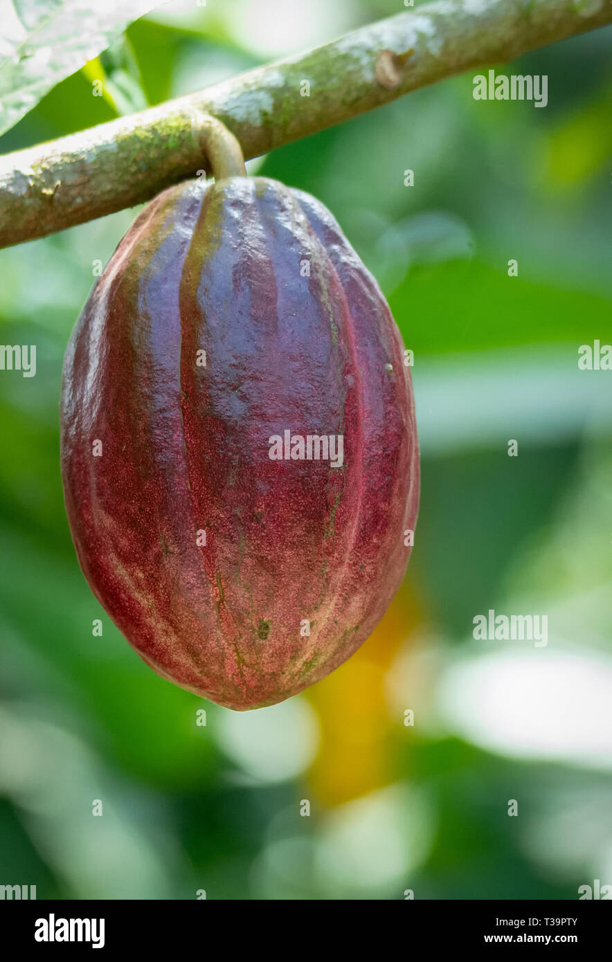 Dark red fruit is a Theobroma cacao and is one of the sources for cholocate Stock Photo