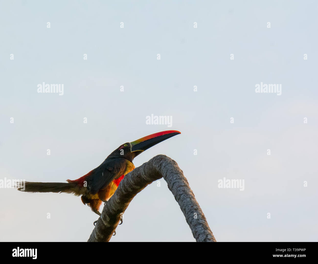 Fiery-billed Aracari position itself just right so its chest glows with the sunlight just before sunset Stock Photo