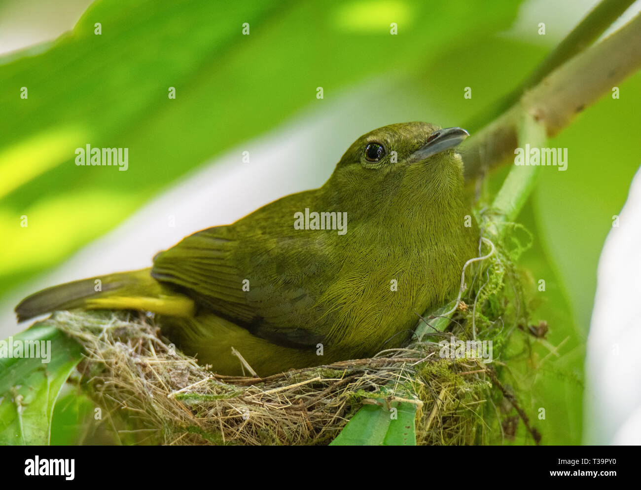 Female White-collared Manakin sitting on nest made from small bits of grass Stock Photo
