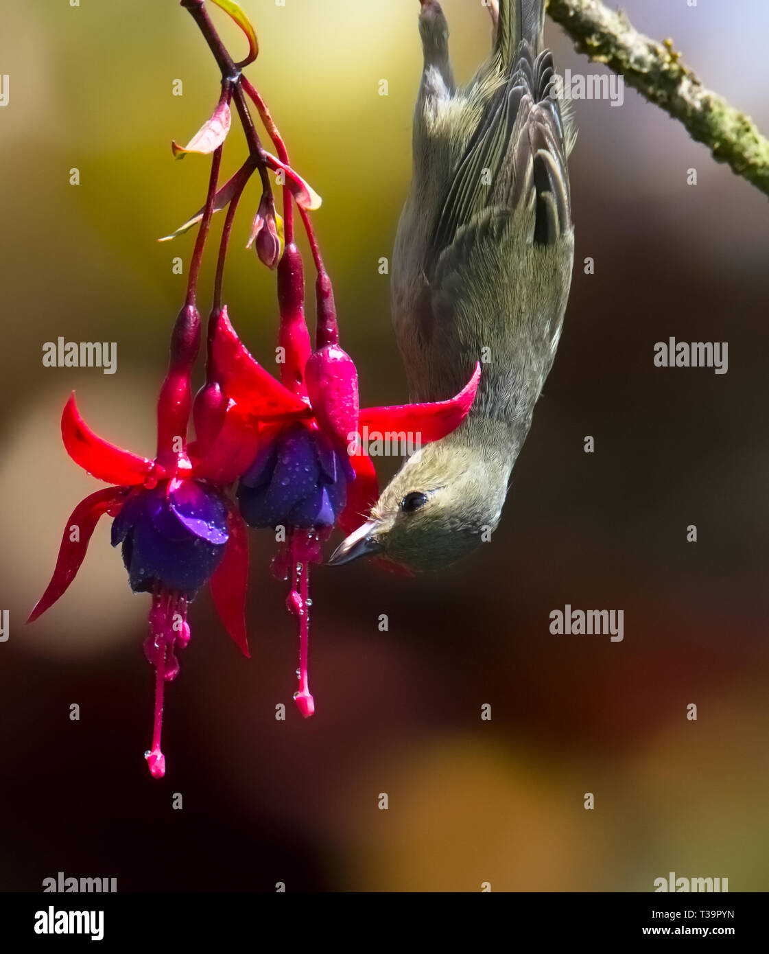Hanging upside down a Tennessee Warbler reaches its beak out to drink nectar from a red puple flower Stock Photo