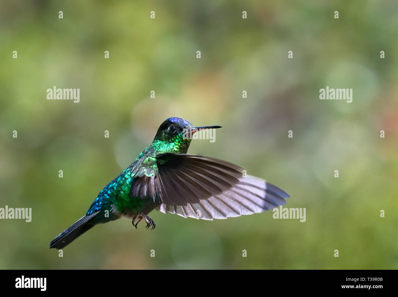 Hovering in place a Fiery-throated Hummingbird looks to the right as the wing swept forward Stock Photo