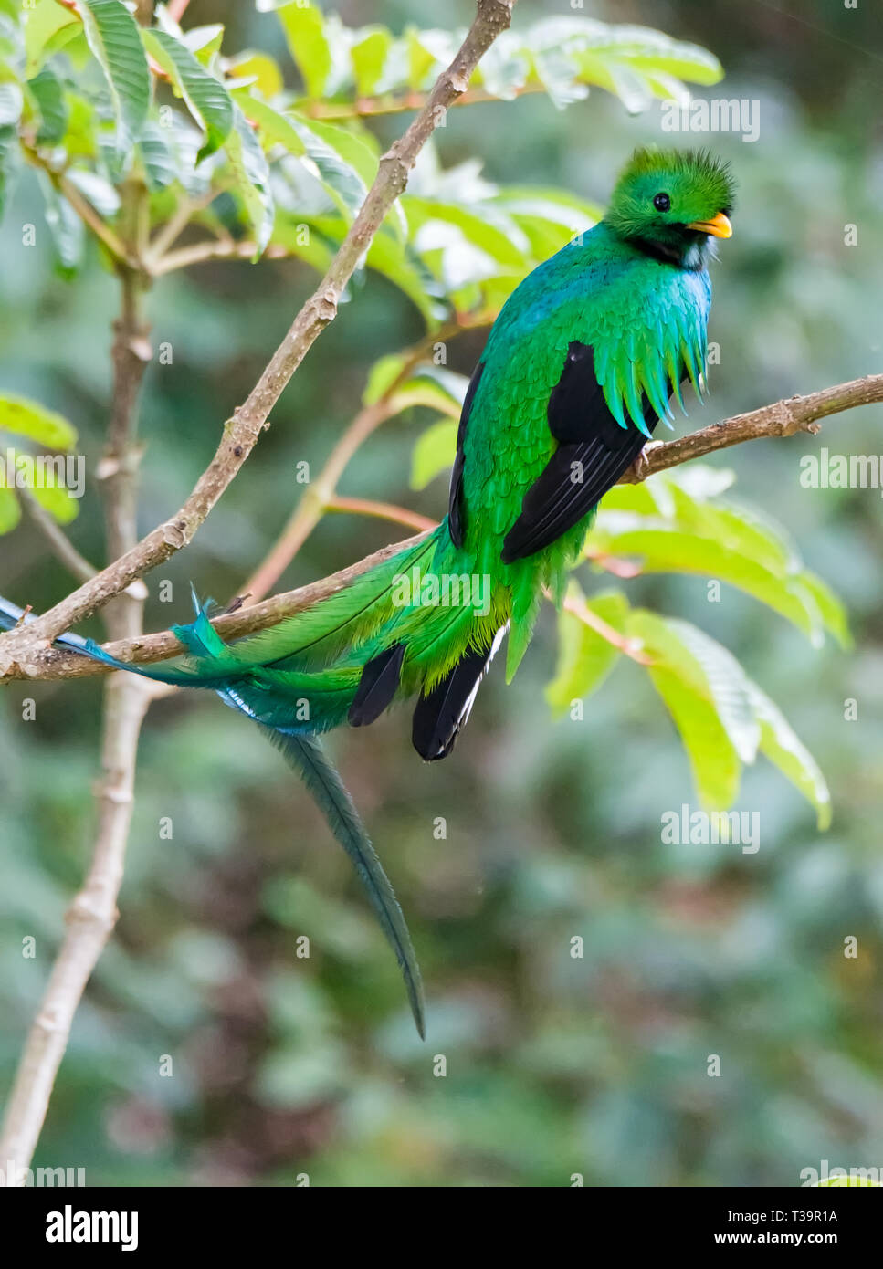 Looking over its right shoulder a male Resplendent Quetzal curiously gazes at its surrounding however its long tail is draped out to the left Stock Photo