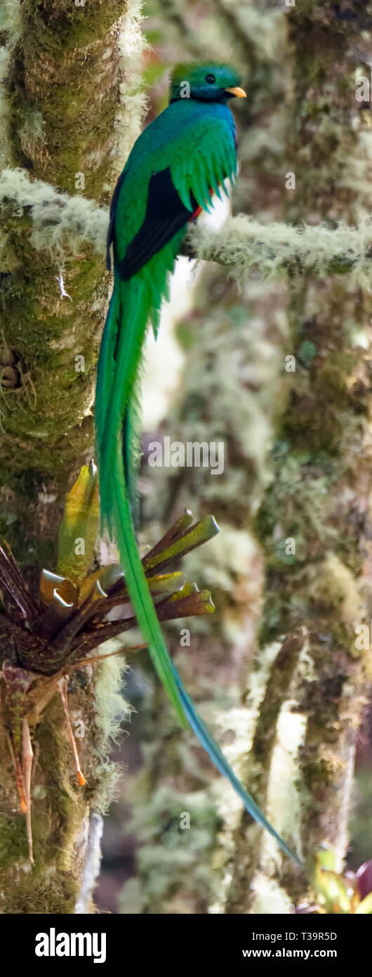 Peering to the side a male Resplendent Quetzal stands of a branch thickly covered in dried moss with its very long green tail hanging below it Stock Photo