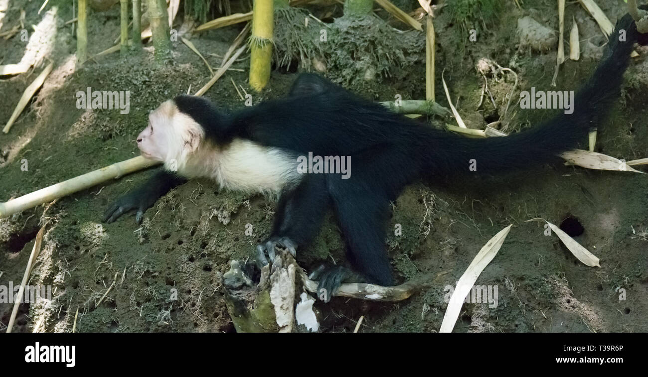 Peering with a purpose to the left a White-Faced Capuchin grips a tree root with the feet and uses a hand and tail for balance of a dry dirt bank Stock Photo