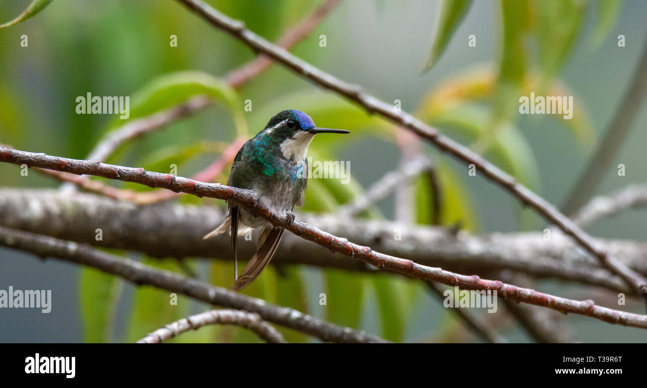 Perching on a twig a throated Mountain-gem male forces its wings to almost touch below it tail Stock Photo