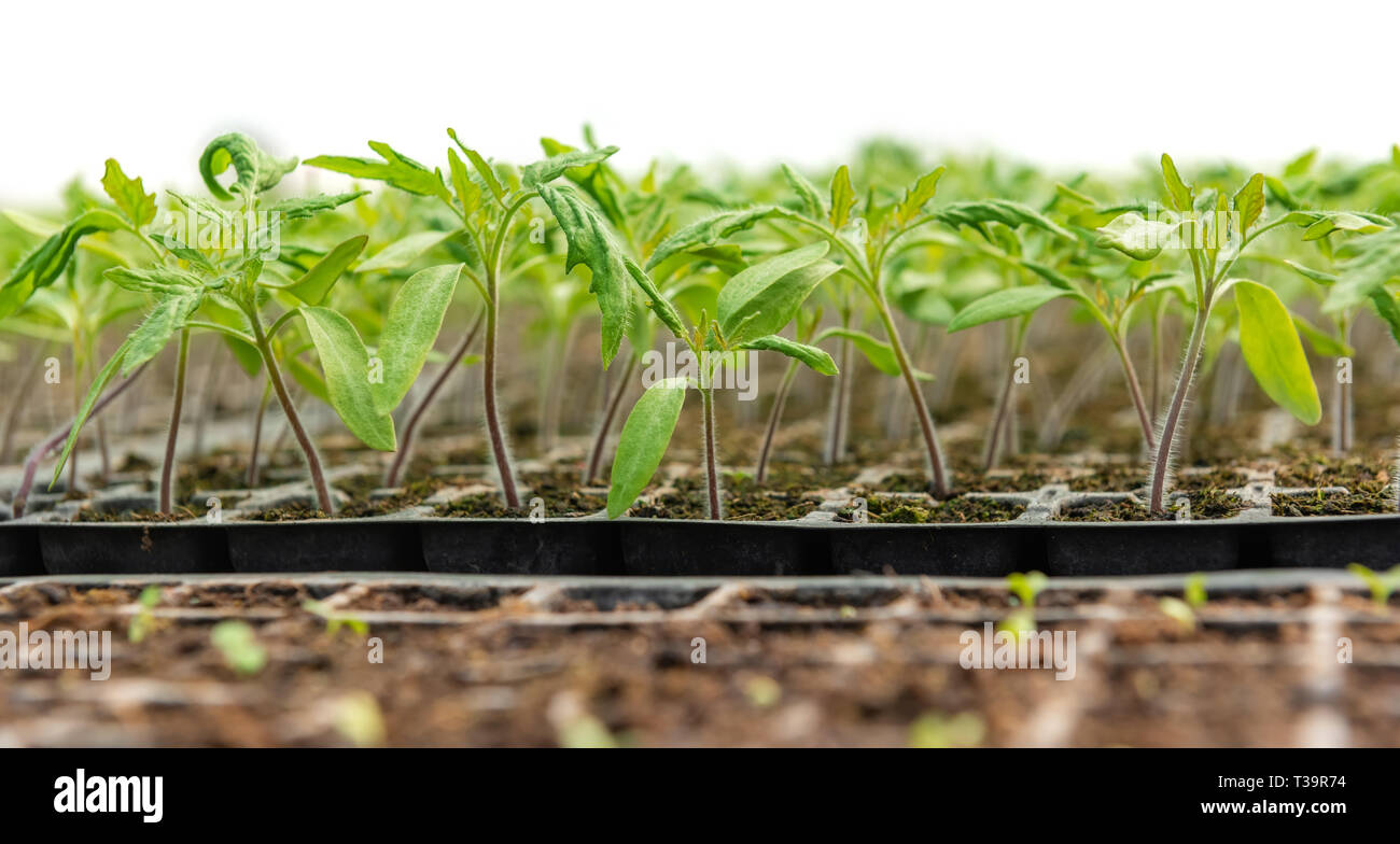 Small Saplings Growing seed small leaf hi-res stock photography and images - Alamy