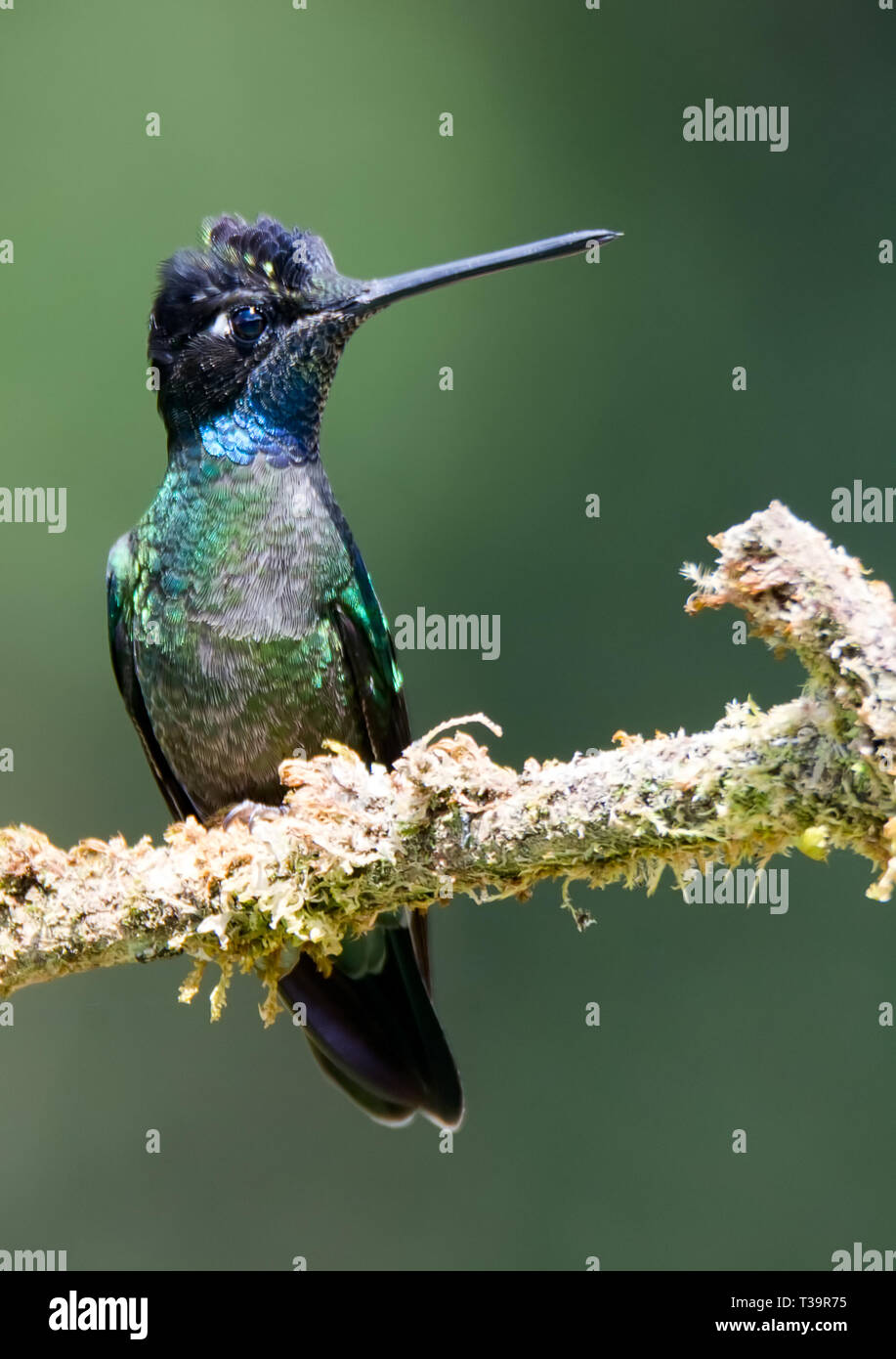 Sitting up straight this skinny creature is a Talamanca Hummingbird with a small patch of blue as a neck collar Stock Photo