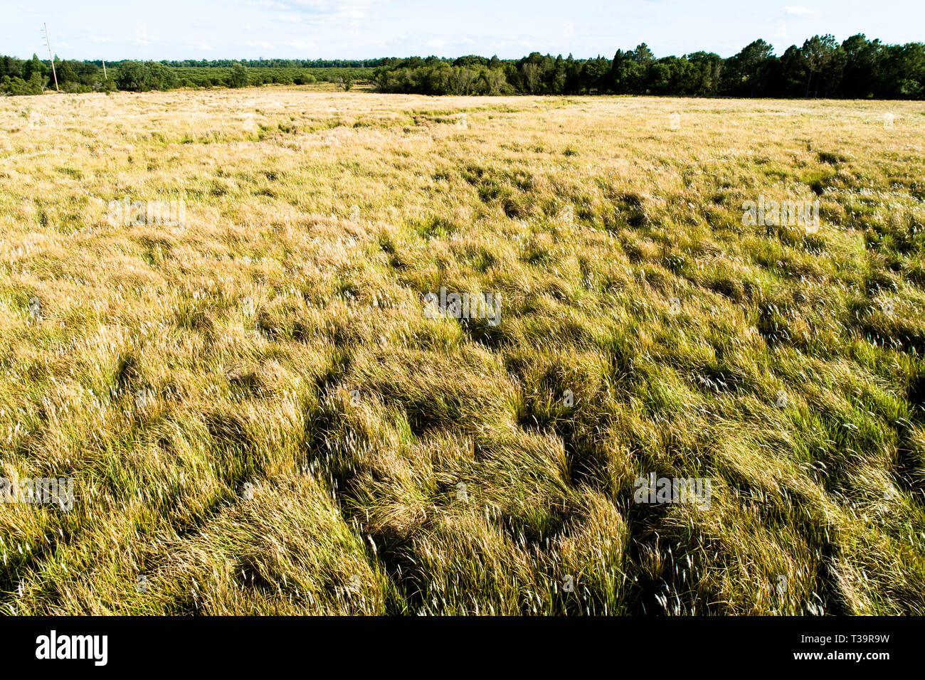 Cogongrass used at Hardee County Park, Florida  is an example of a returned phosphate mined ground or areas back to productive use through a process c Stock Photo