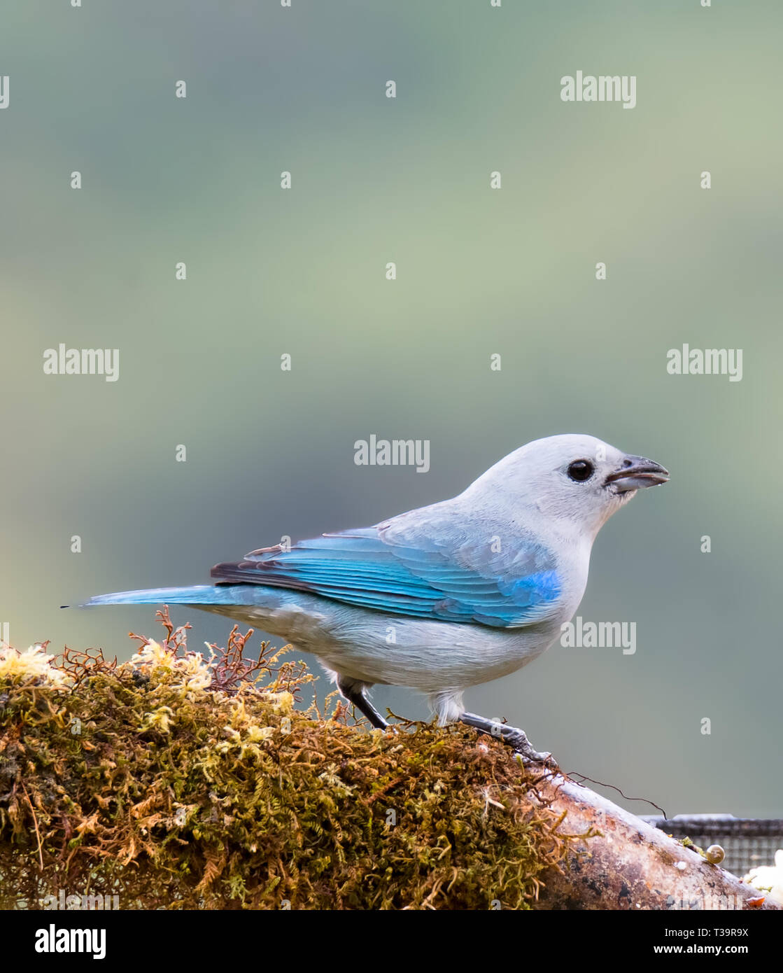 Standing on a brown mossy branch a Blue-gray Tanager looks to the right Stock Photo