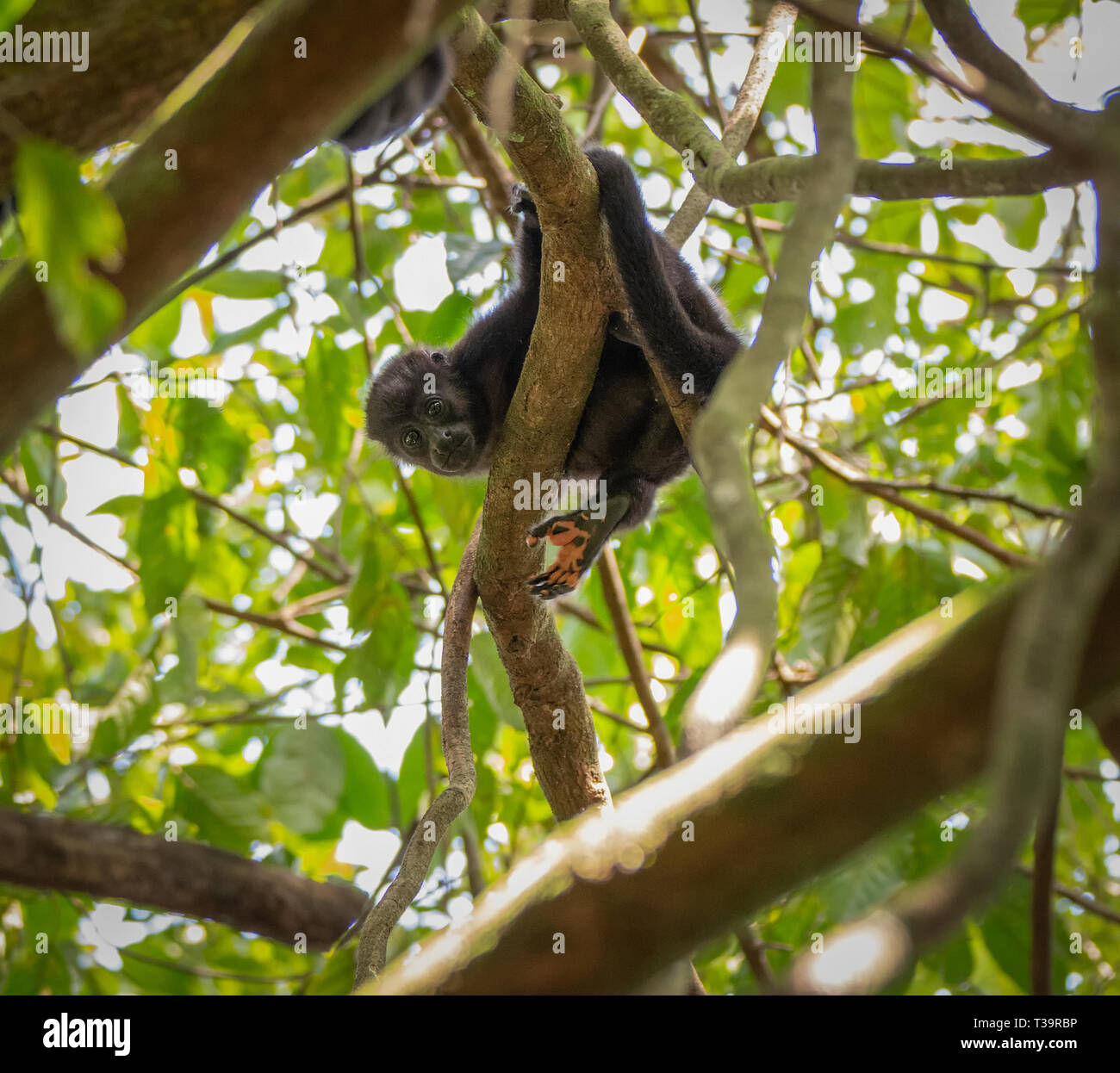 The hand of a howler monkey is wide open as it ponders what is beyond it while crouching on a wide jungle tree branch Stock Photo