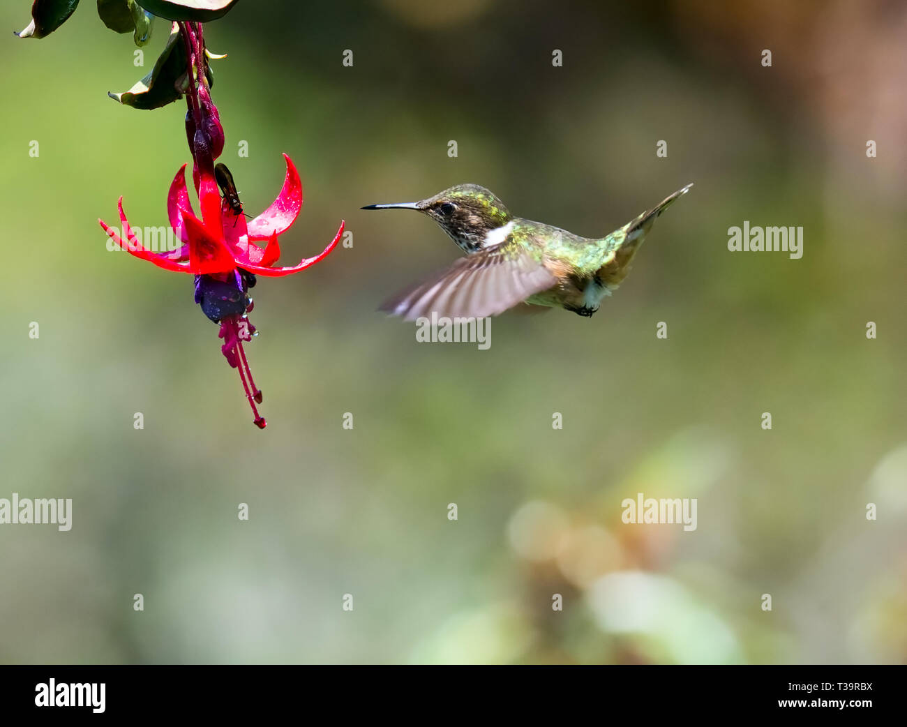 The tiny size and dull coloring identify this hummingbird as a Green-crowned Brilliant female as seen moving into drink nectar from a pink and purple  Stock Photo