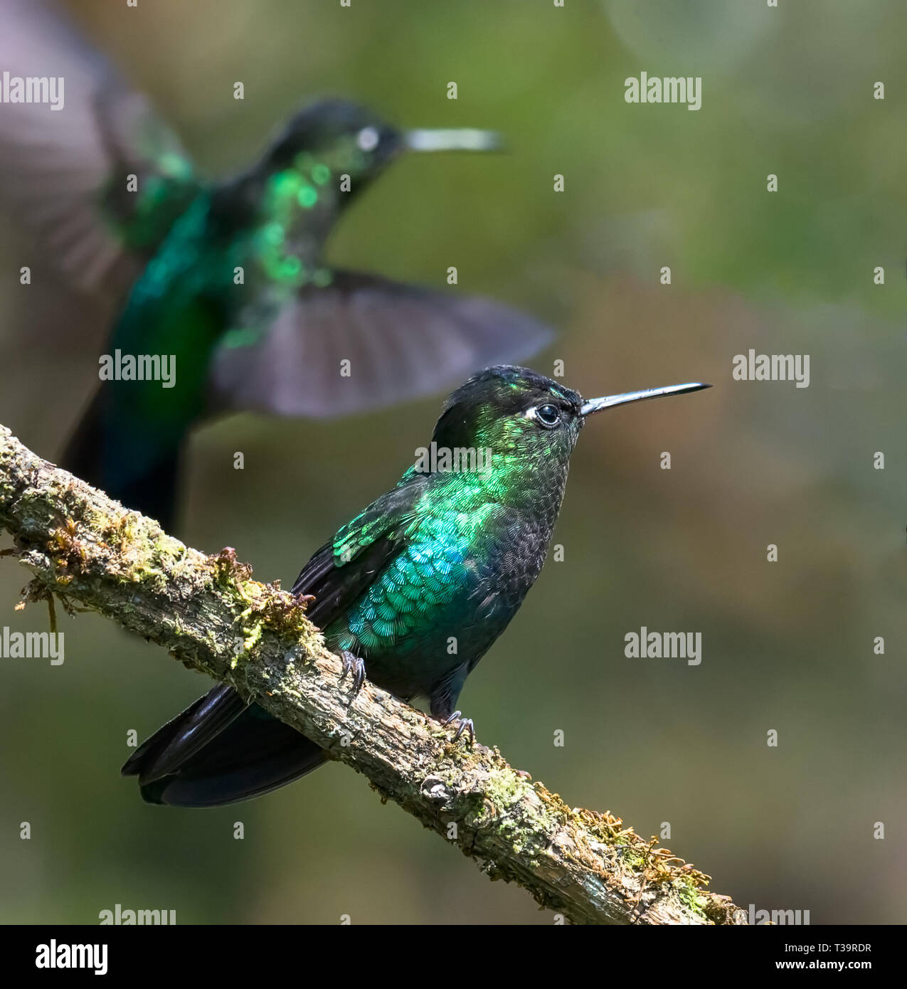 While eyeing objects to the left a Fiery-throated Hummingbird conserves energy by resting on a mossy branch Stock Photo
