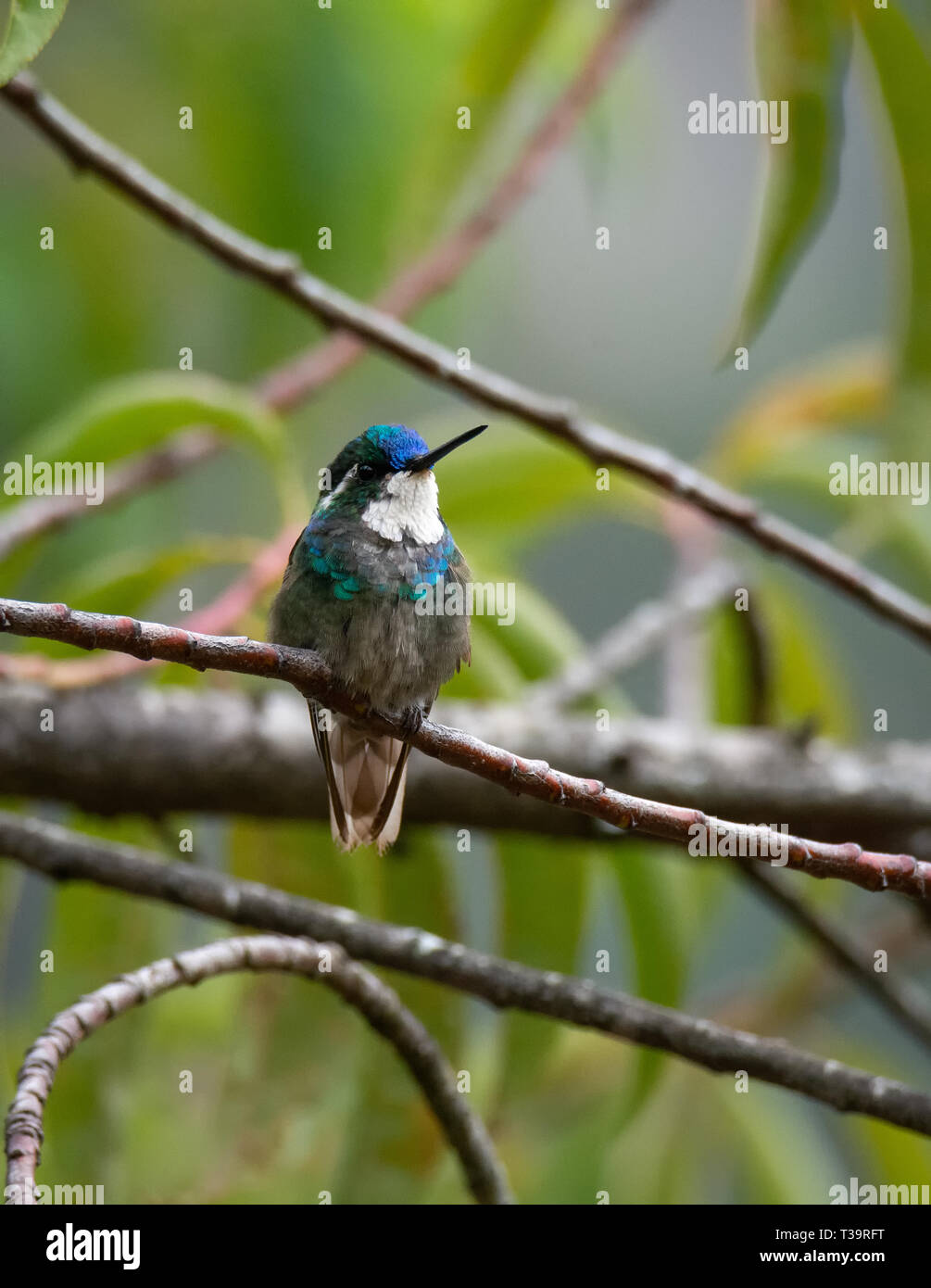 With beak upraised a White-throated Mountain-gem male hummingbird shows off the blue feathers above the beak Stock Photo