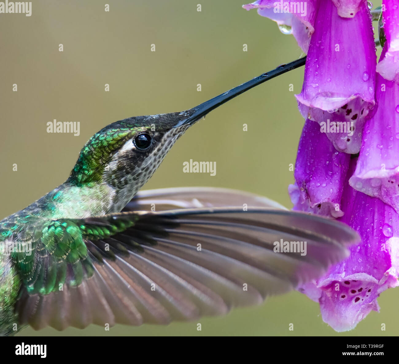With neck outstretched a female Green-crowned Brilliant hummingbird adroitly inserts her beak far into a flower to reach the nectar Stock Photo