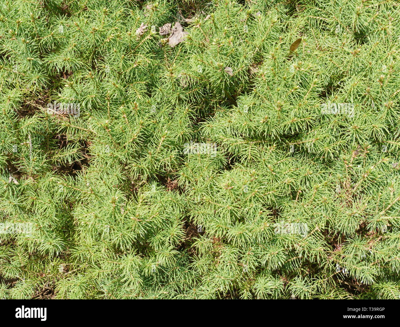 Conifers Needles Hi Res Stock Photography And Images Alamy Conifers Needles Hi Res Stock Photography And Images Alamy