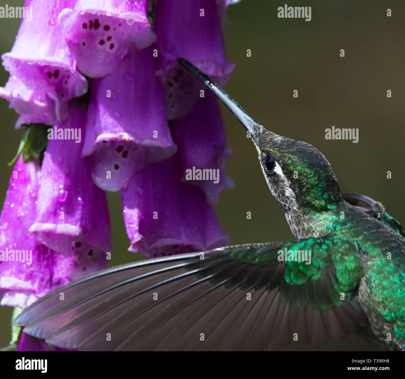 With wings outstretched and almost transparent a Green-crowned Brilliant female hummingbirds stretches its beak out to sip nectar from a pink flower Stock Photo
