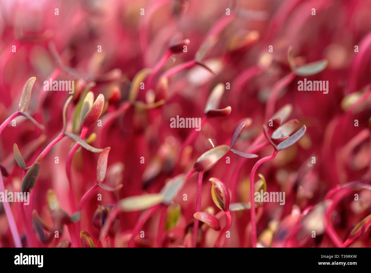 Macro red amaranth microgreens grown indoors in soil Stock Photo