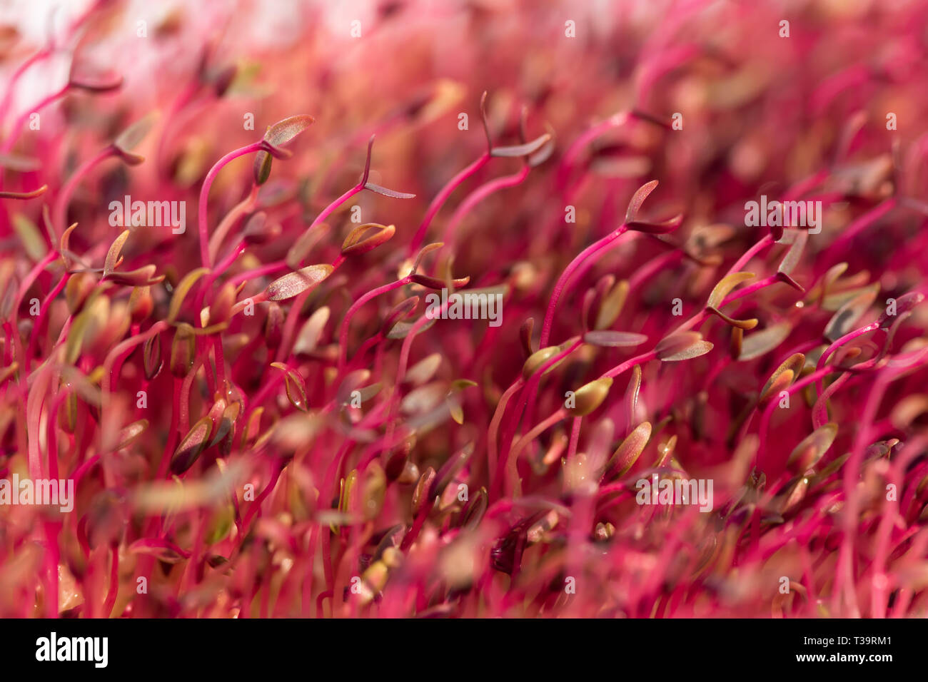 Macro red amaranth microgreens grown indoors in soil Stock Photo