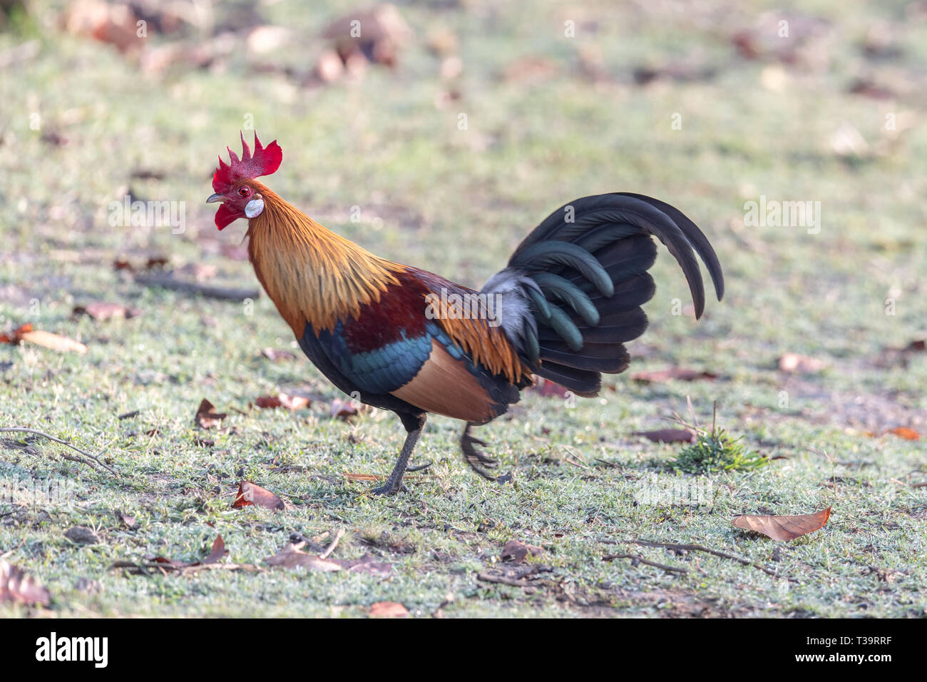 Red Junglefowl (Gallus gallus) in jungle of India. They are considered