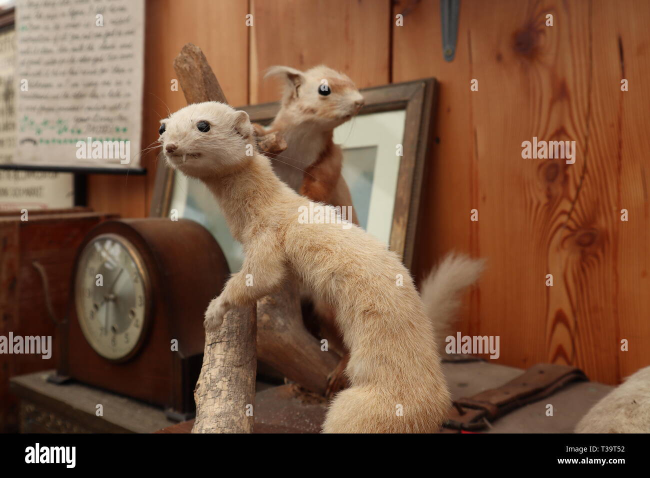 Two Taxidermy Animals Stock Photo