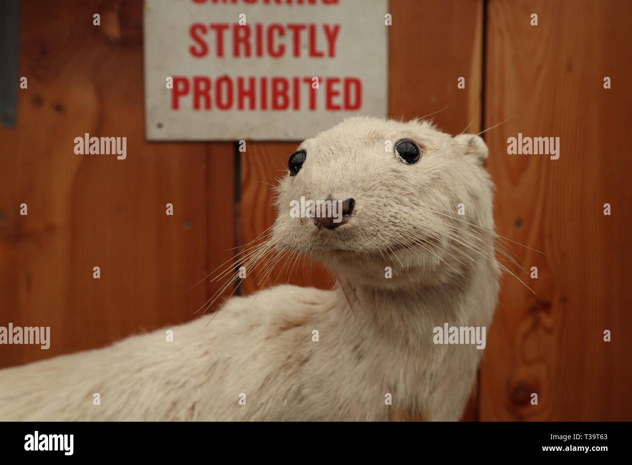 A Taxidermy Ferret, Martin or Stoat. Stock Photo