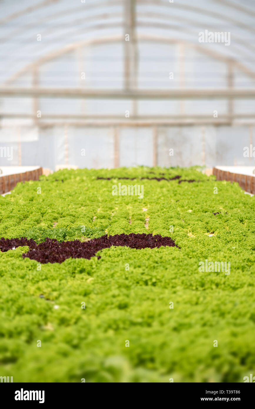 Grow salad in greenhouse pure eco frendly agriculture Stock Photo