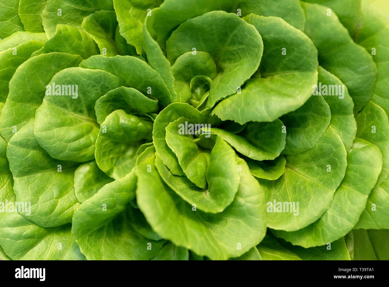 Corn salad, green lettuce leaves background. Valerianella locusta, Rapunzel plant food photo Stock Photo
