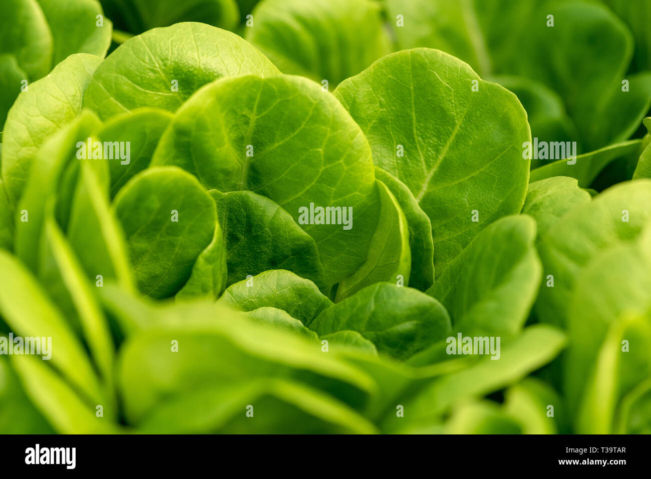 Corn salad, green lettuce leaves background. Valerianella locusta, Rapunzel plant  food photo Stock Photo - Alamy