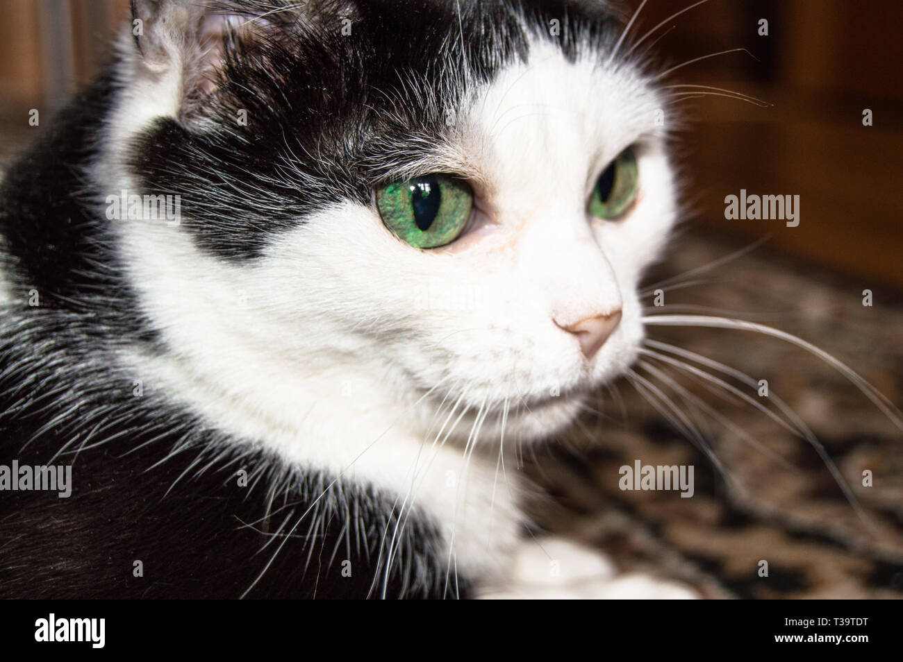 Portrait of a domestic black and white cat with beautiful green eyes ...