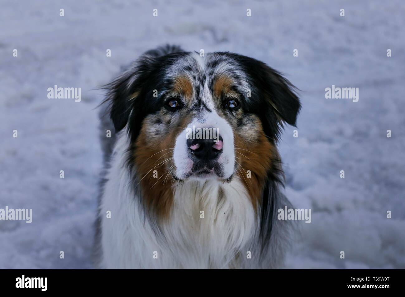 Stunning Australian Shepherd Dog in Snow Portrait (beautiful eyes), Tignes, France. Stock Photo