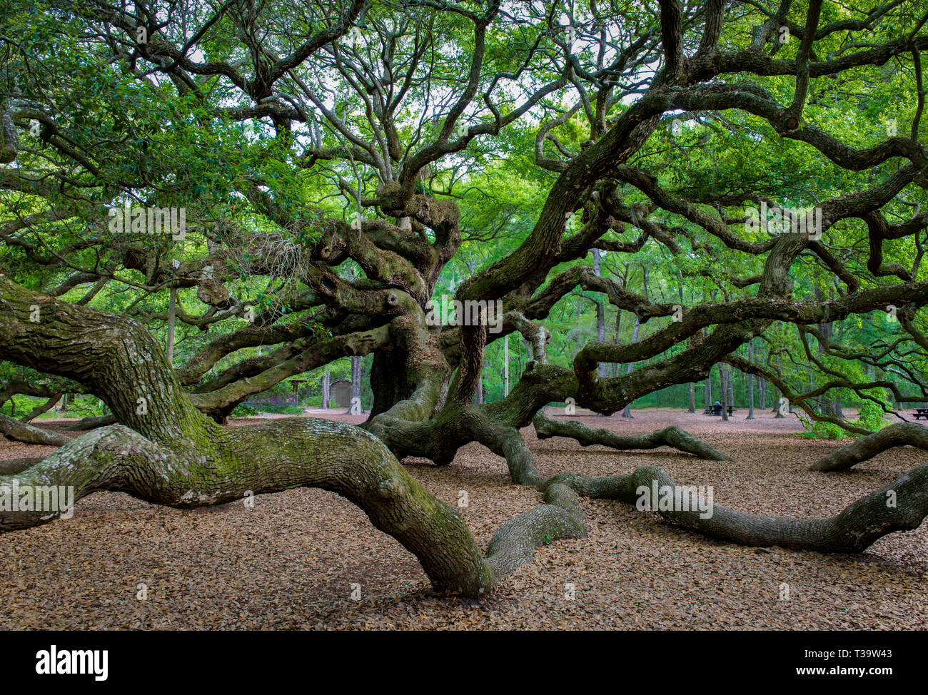 Branches of ancient Angel Oak, a 500yearold southern live oak