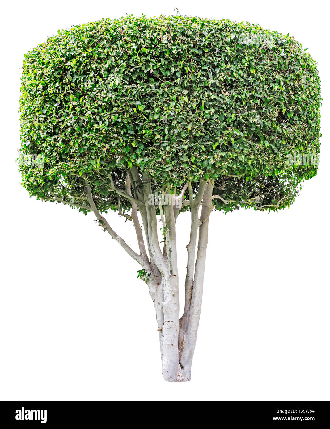 Ficus tree hi-res stock photography and images - Alamy