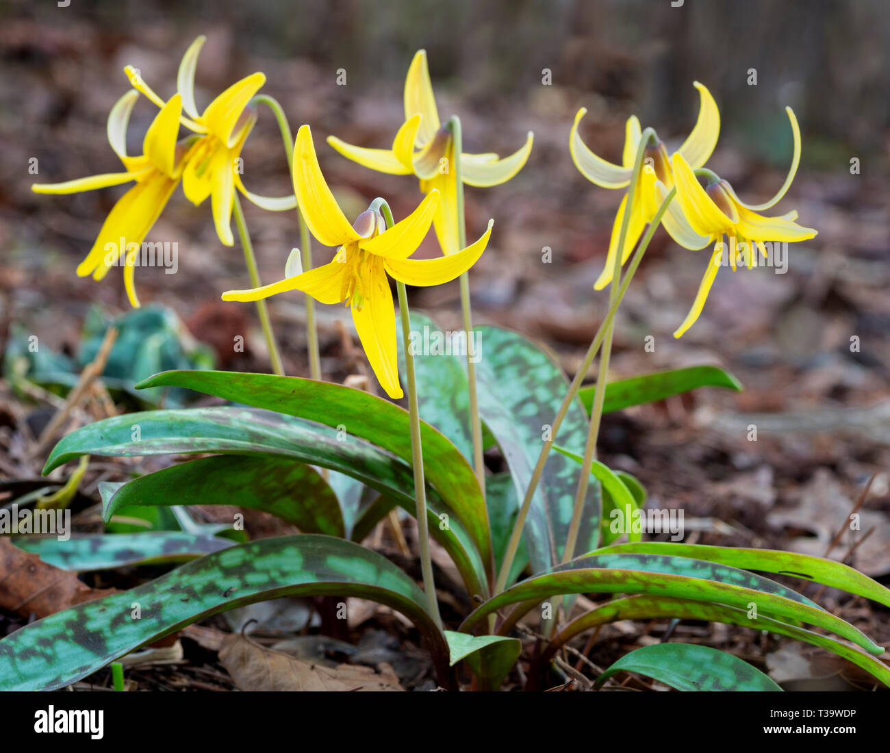 Dogtooth violet hires stock photography and images Alamy