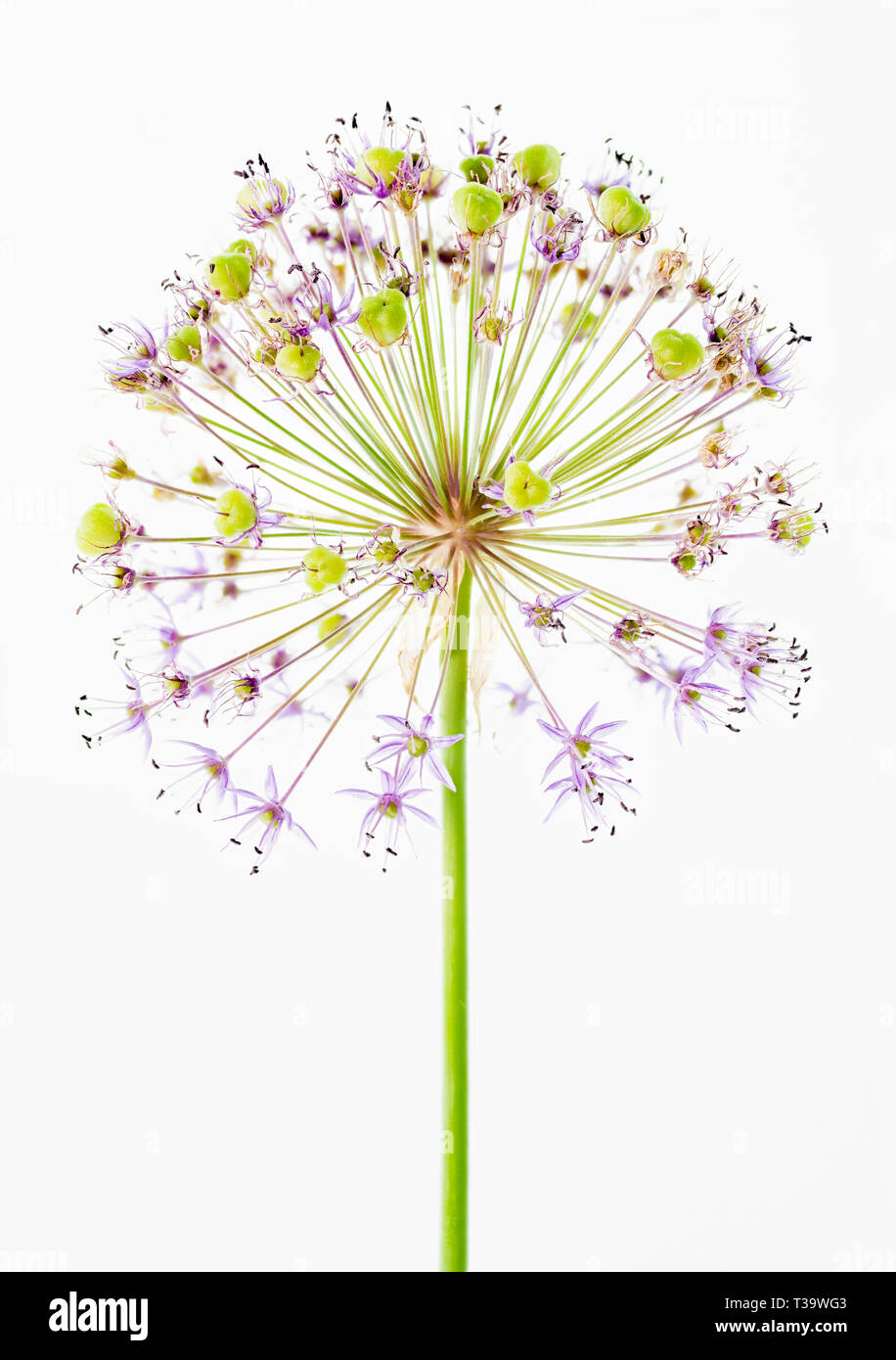 Allium flower head showing individual blossoms and seed cases starting to form. Stock Photo