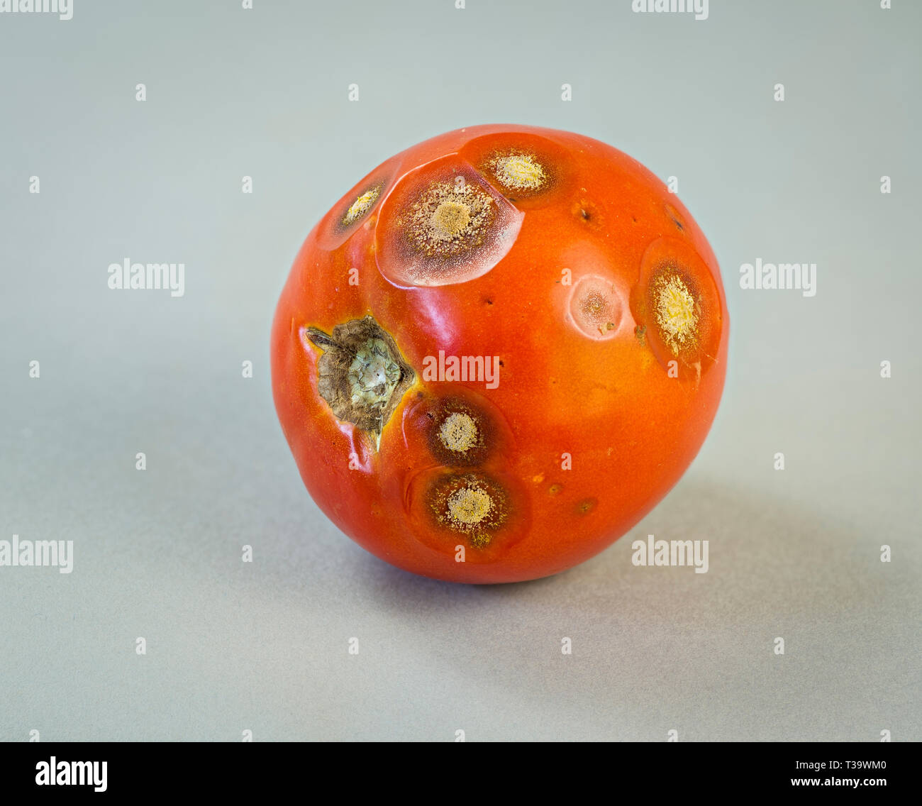Tomato with anthracnose fungal infection Stock Photo Alamy