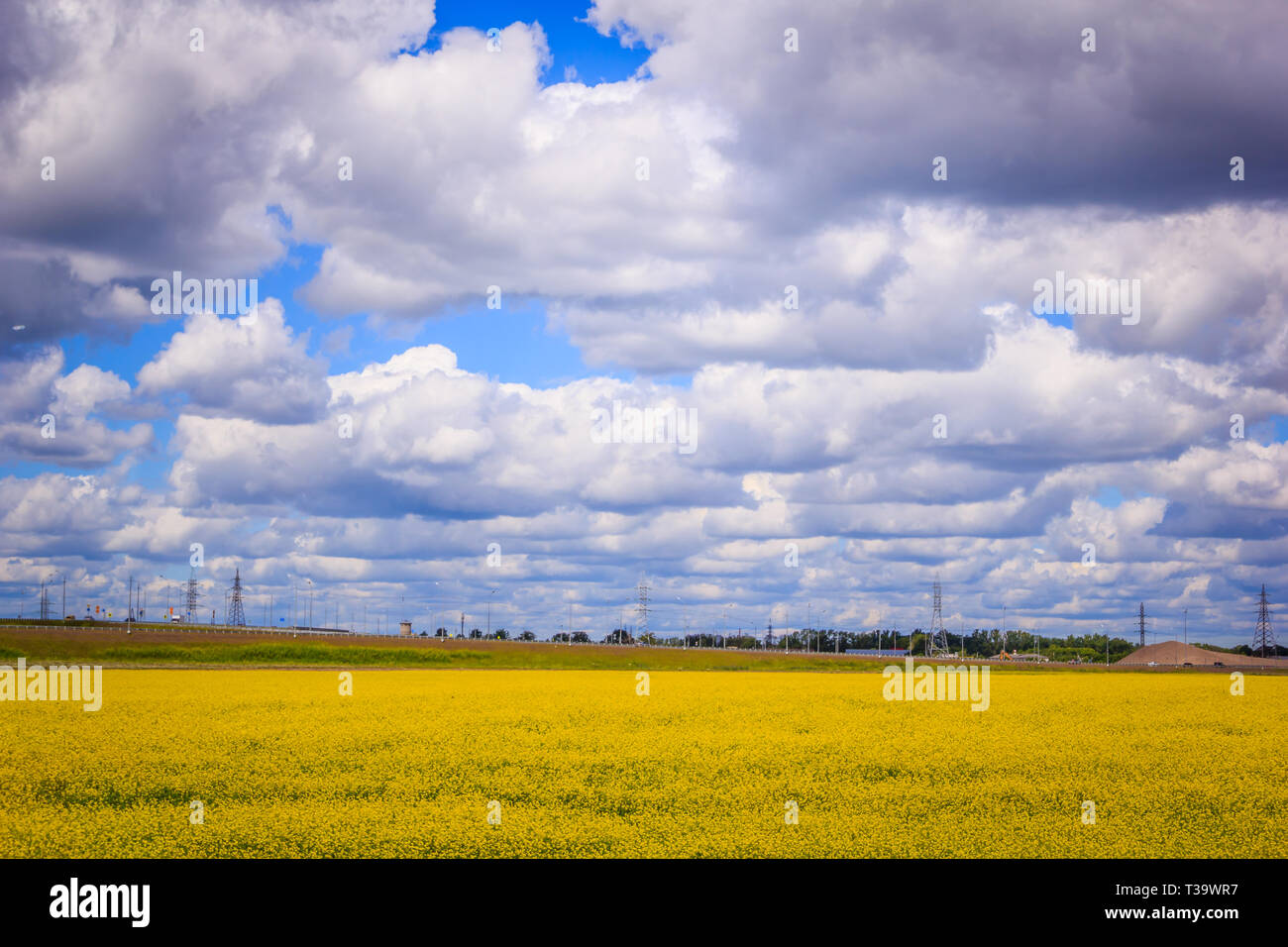 Summer landscape in the field. Field of yellow flowers and blue sky ...