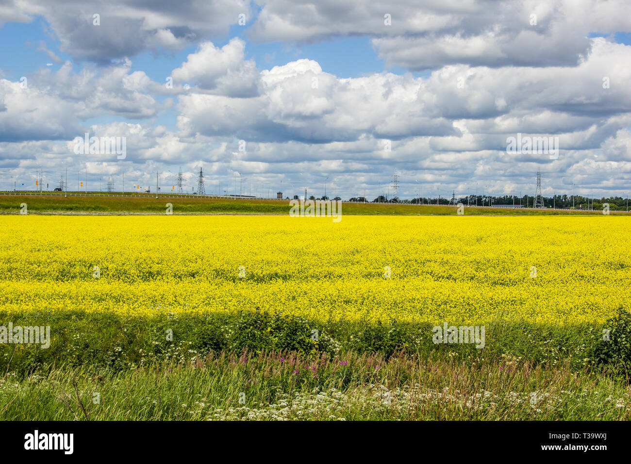 Summer landscape in the field. Field of yellow flowers and blue sky ...