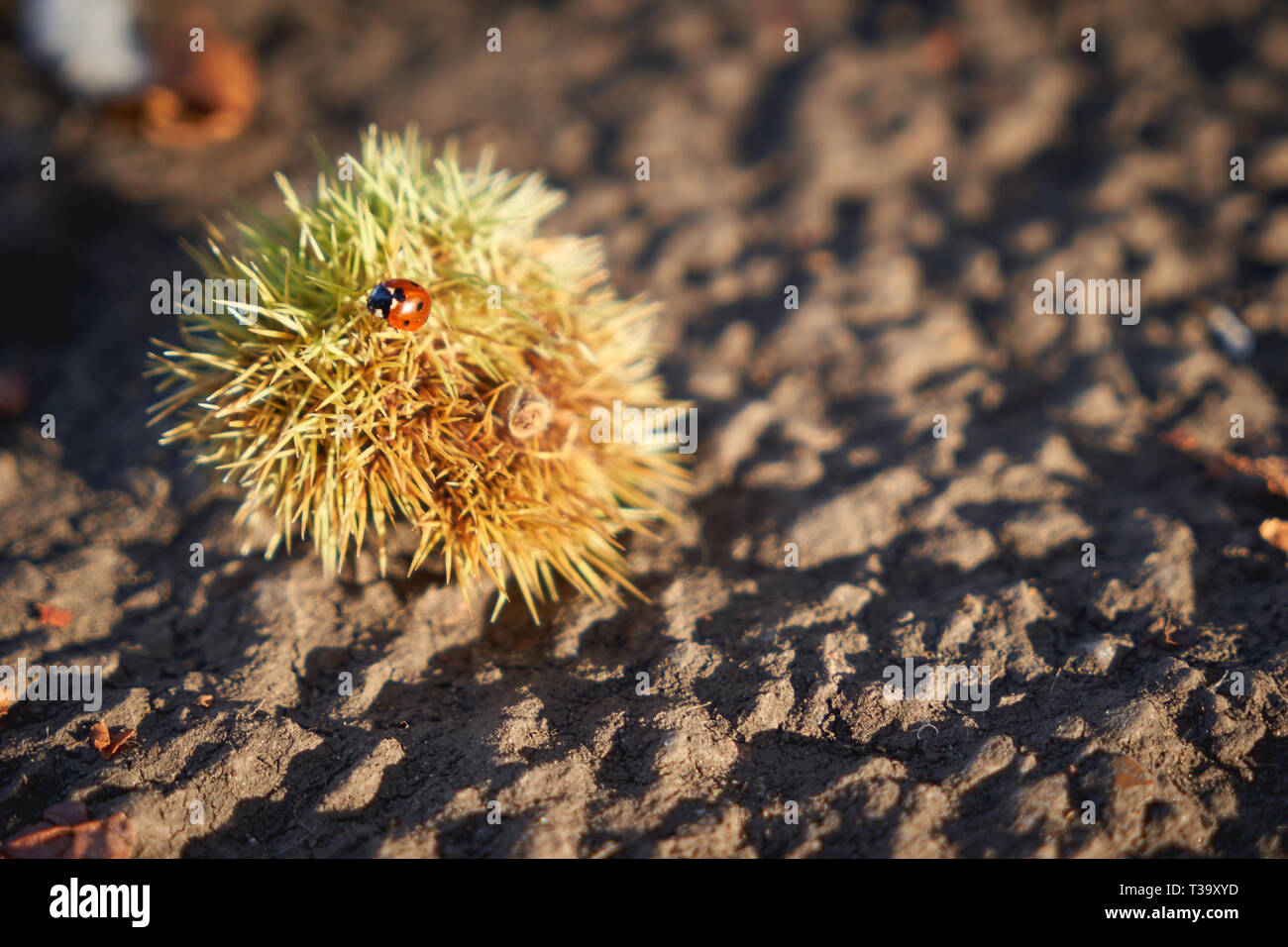 A ladybug on a chestnut bur. Landscape format. Stock Photo