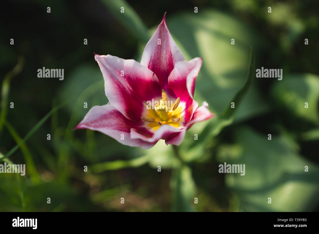 Half Open Magenta Tulip with White Ridge (Tulipa Gavota or Triumph Tulip) with green background Stock Photo
