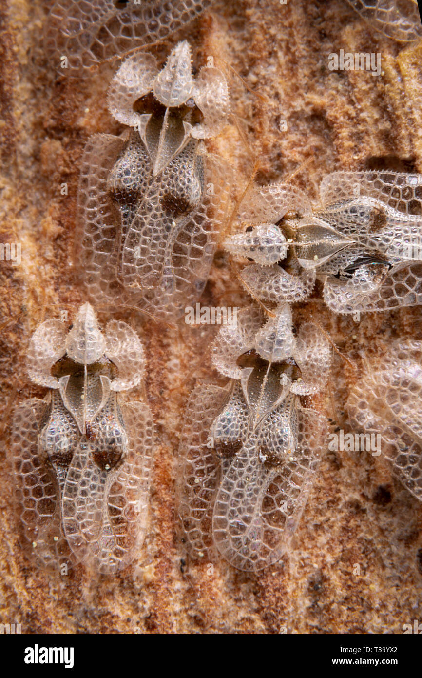Corythucha Ciliata or sycamore lace bug pest Stock Photo
