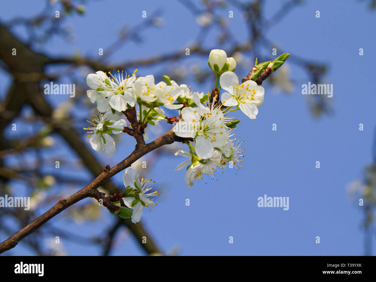 Blossom of Sour cherry tree in spring against a blue sky Stock Photo