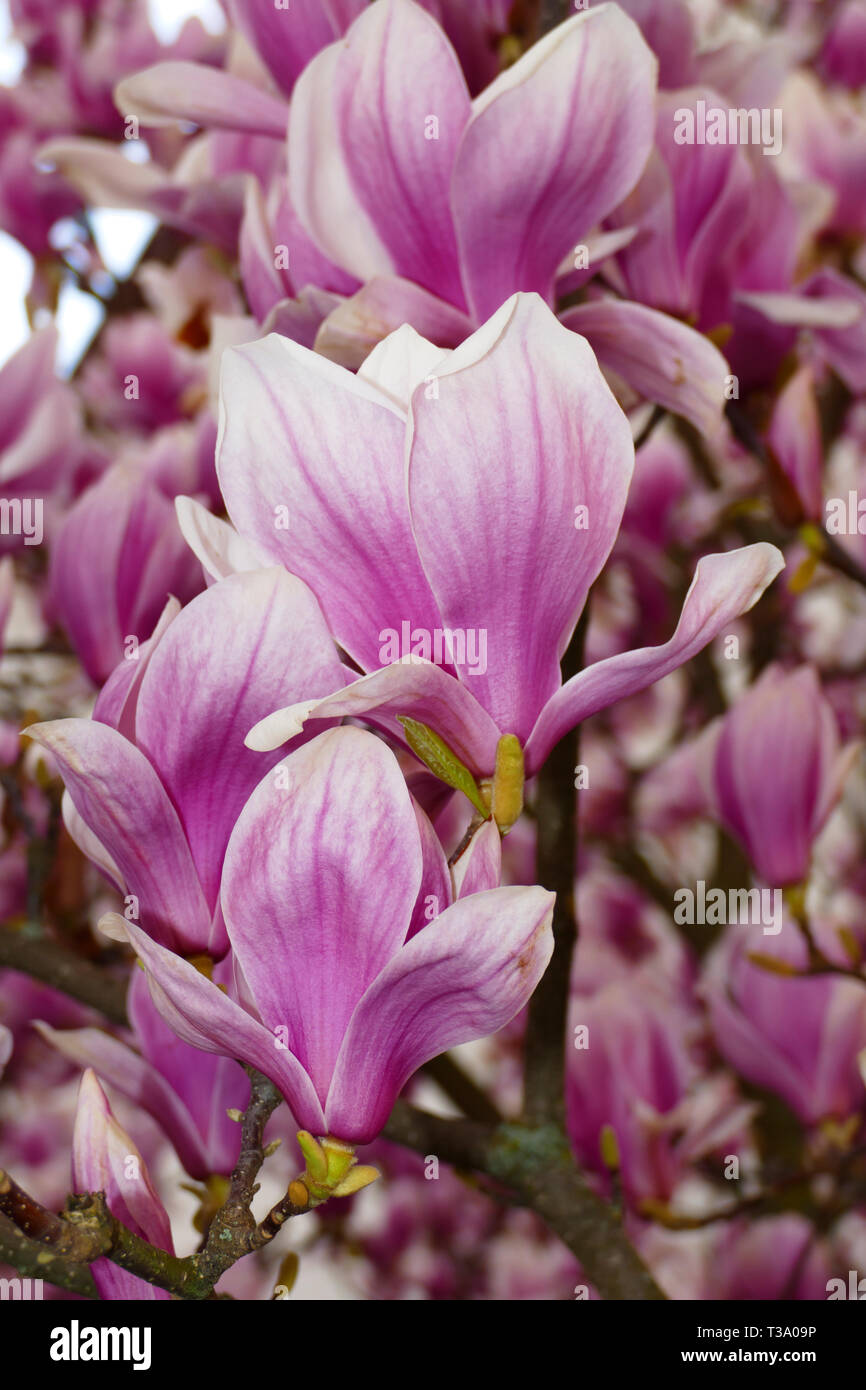 Pink lila farbene Magnolie Blüten, am Strauch im Frühjahr Stock Photo