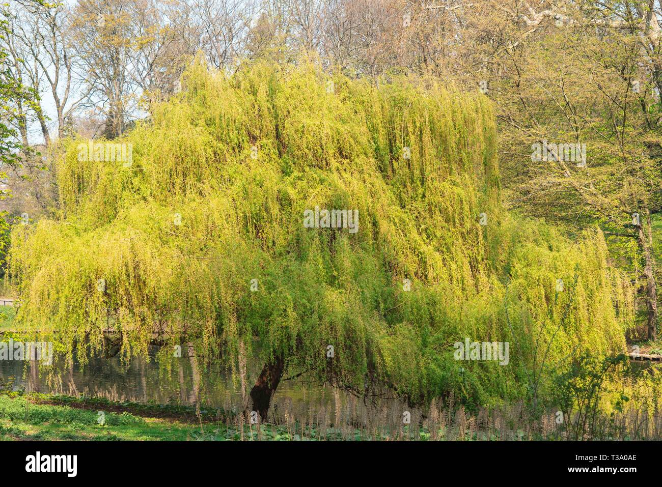 Green willow tree at Josaphat Park Brussels Belgium Stock Photo Alamy