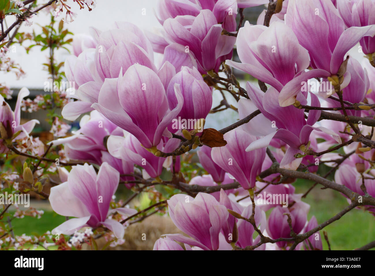 Pink lila farbene Magnolie Blüten, am Strauch im Frühjahr Stock Photo Alamy